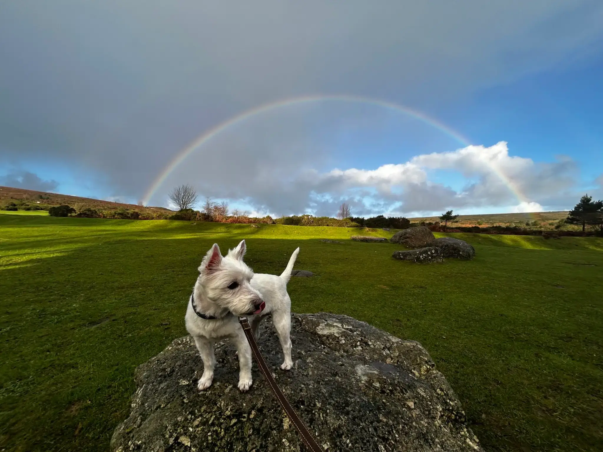 dog friendly pub and hotel scaled 1